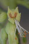 Ohio buckeye